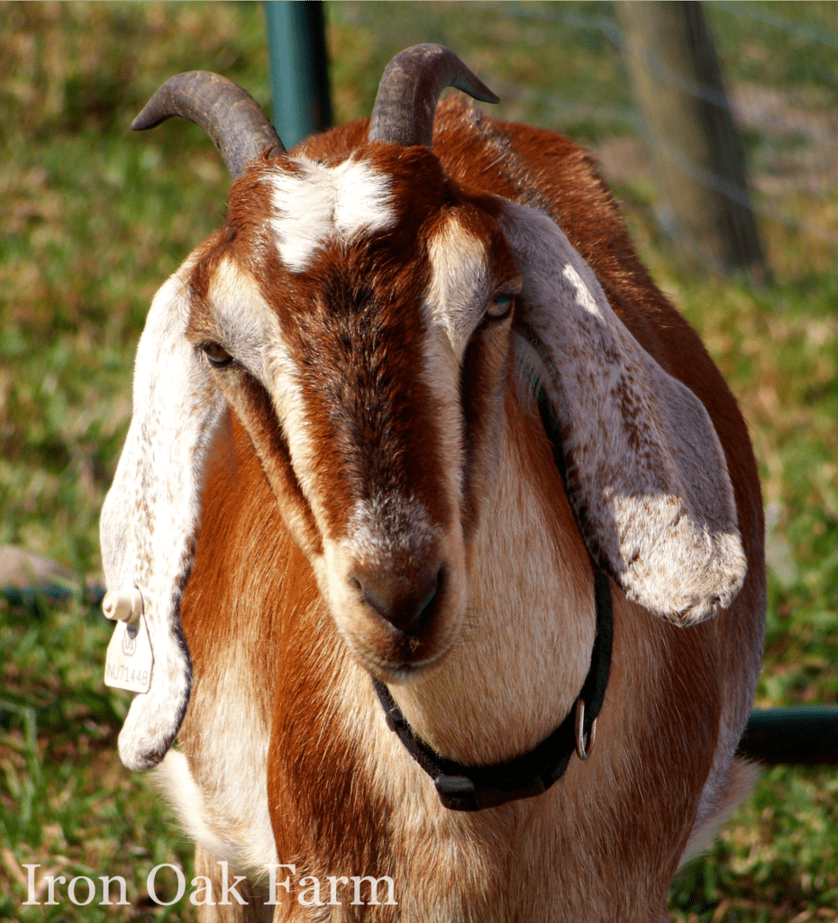 Nubian Goat with Horns Should I dehorn or disbud my goat