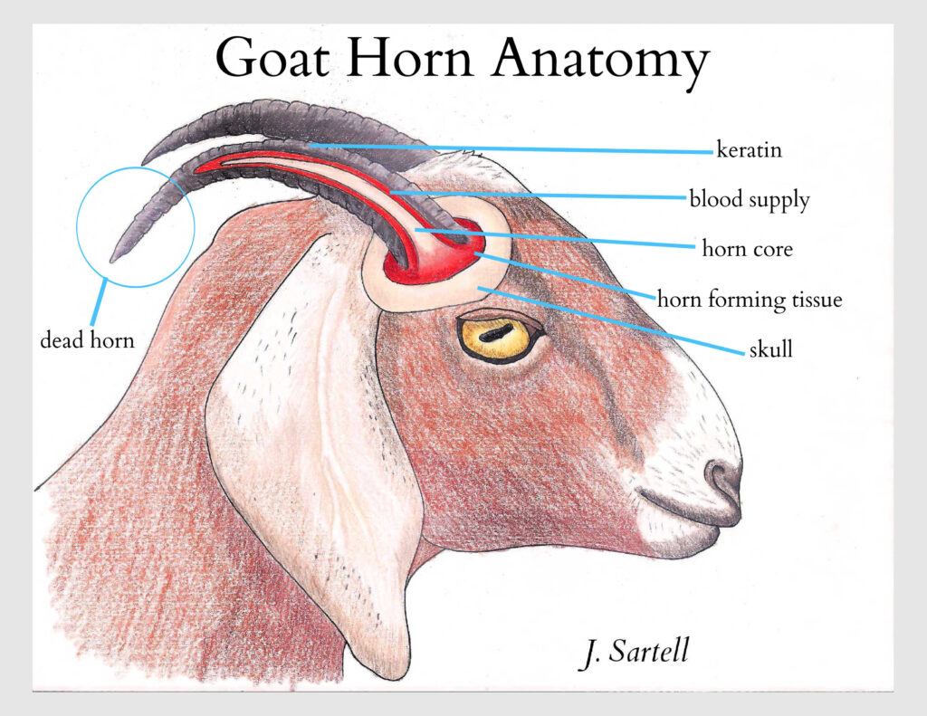 Goat Horn Anatomy