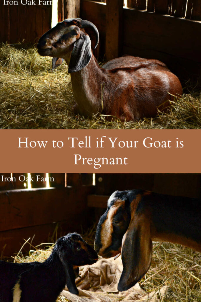 How to Tell if Your Goat is Pregnant