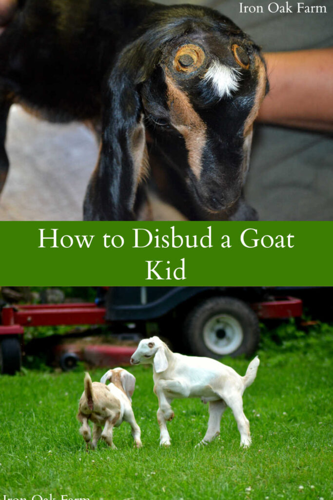 How to Disbud a Goat Kid 
