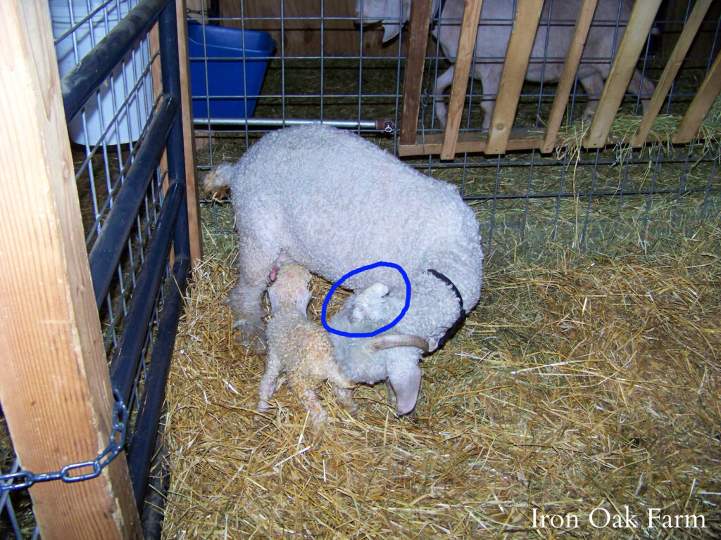Angora Goat with Kid Horn Injury Should I dehorn or disbud my goat