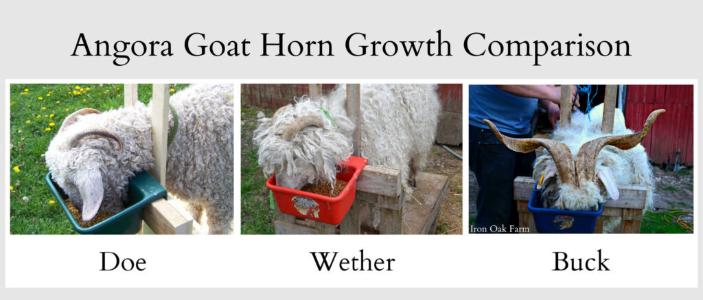 Angora Goat Horn Growth Comparison Should I dehorn or disbud my goat