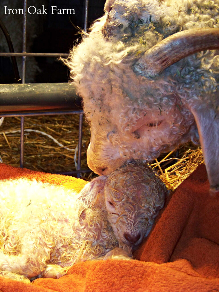 Angora Doe Goat with Newborn Kid