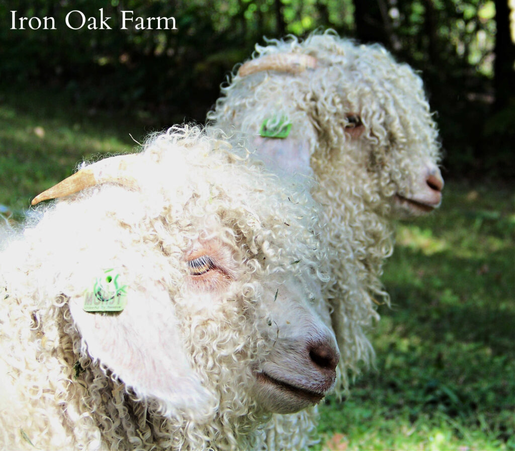 Angora doelings with horns, should i dehorn or disbud my goat