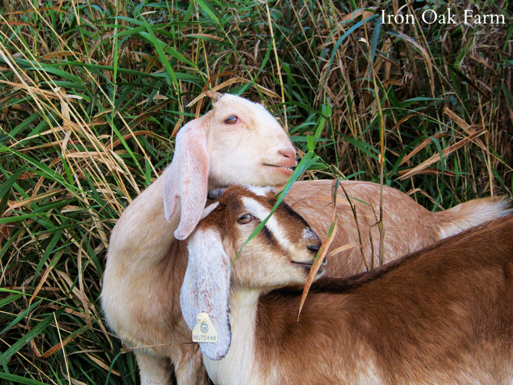 Nubian Goats Cuddling