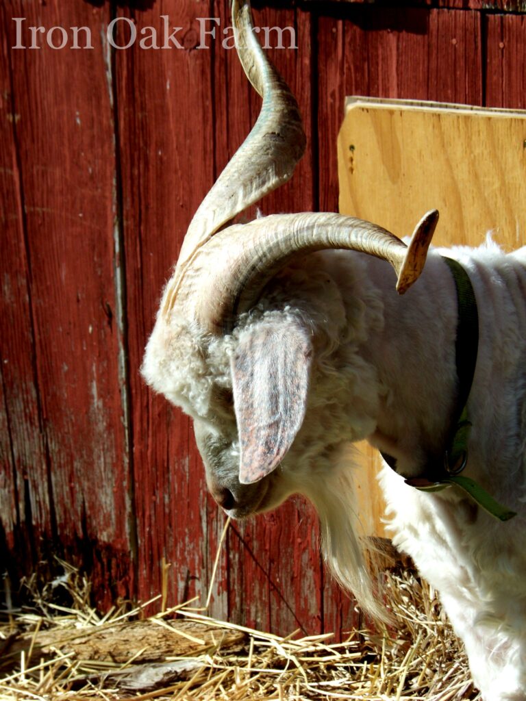 Angora Buck With Horns 