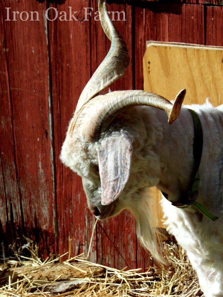 curly goat horns