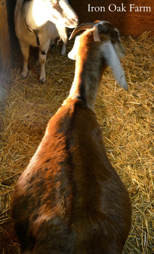 Pregnant Goat Belly