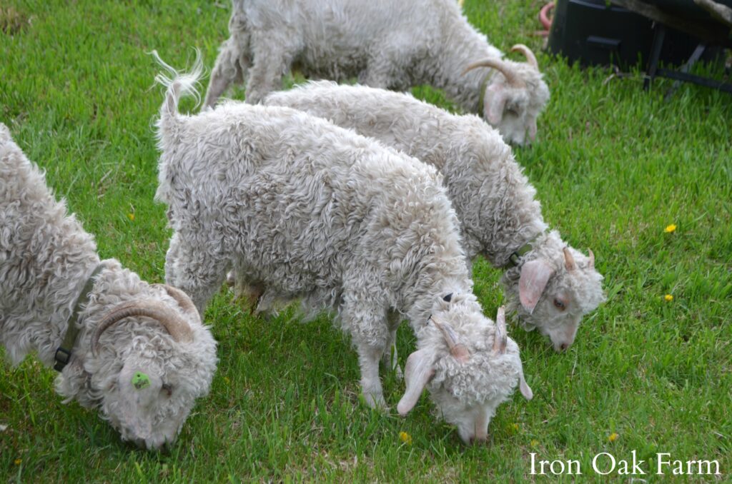 Angora Goat Herd Showing Horns Should I dehorn or disbud my goat