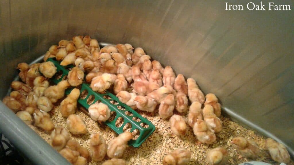 Choosing Healthy Chicks Chicks in Brooder