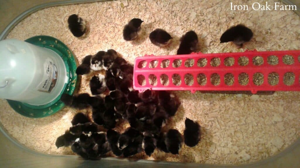 Choosing Healthy Chicks from the Feed Store, Chicks in Brooder