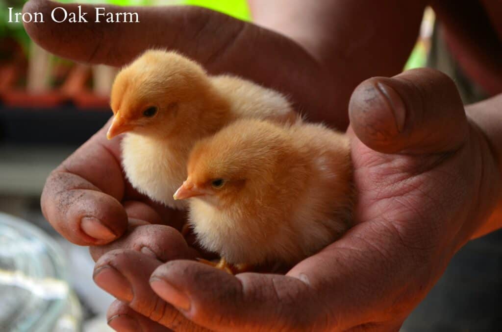 Two Buff Chicks in Hands Choosing Healthy Chicks