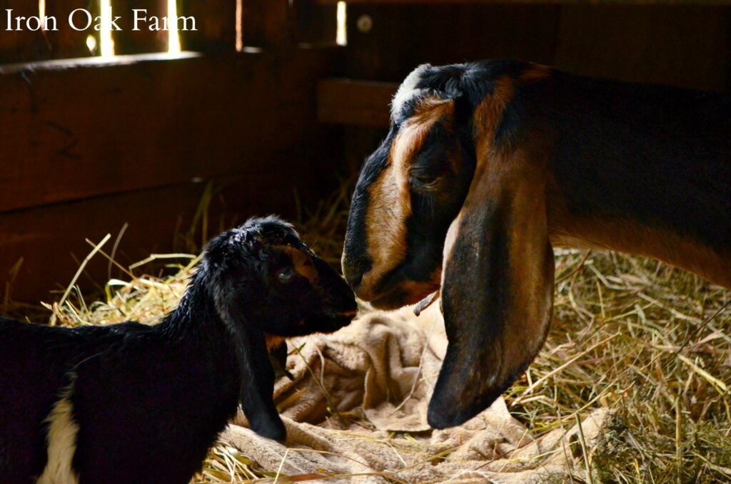 Goat Mama with Newborn Kid