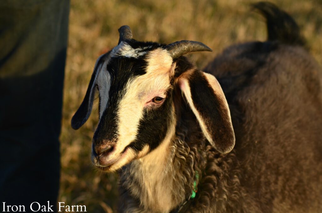 Cashmere Goat with Horns 