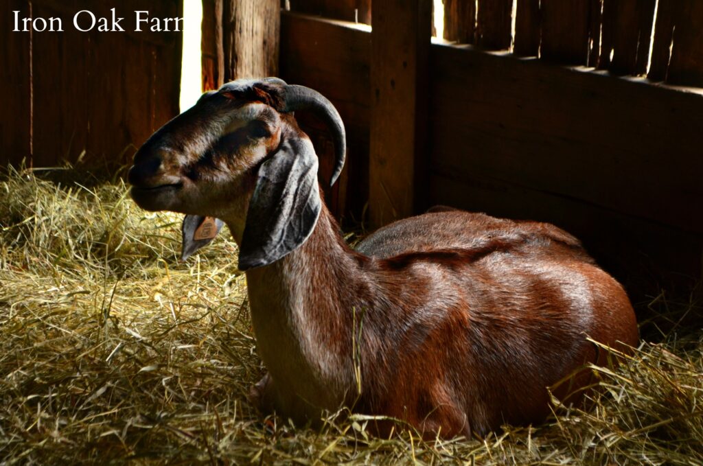 Pregnant Nubian Goat