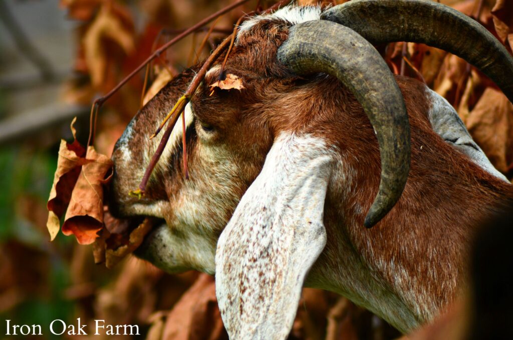 Heat Estrus and Gestation in Goats Nubian Eating Fall Leaves