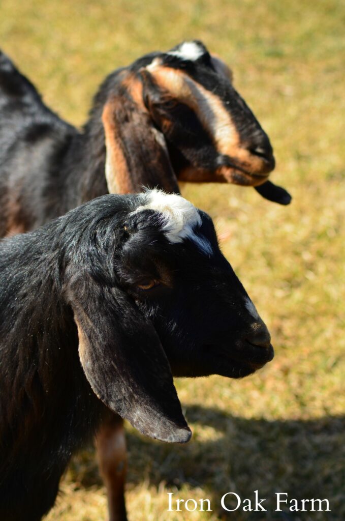 Pin em Goats
