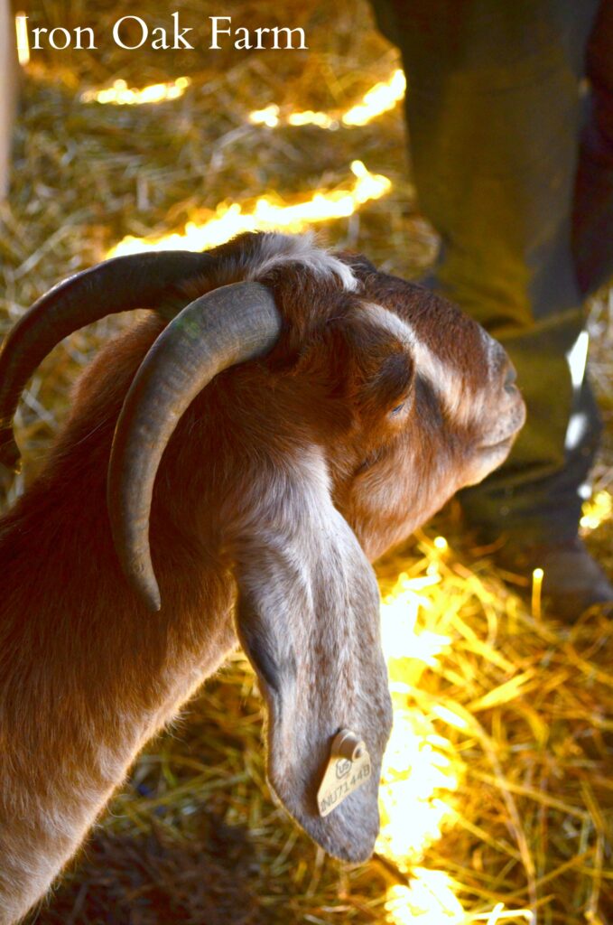 Nubian Doe with Horns Should I disbud or dehorn my goat