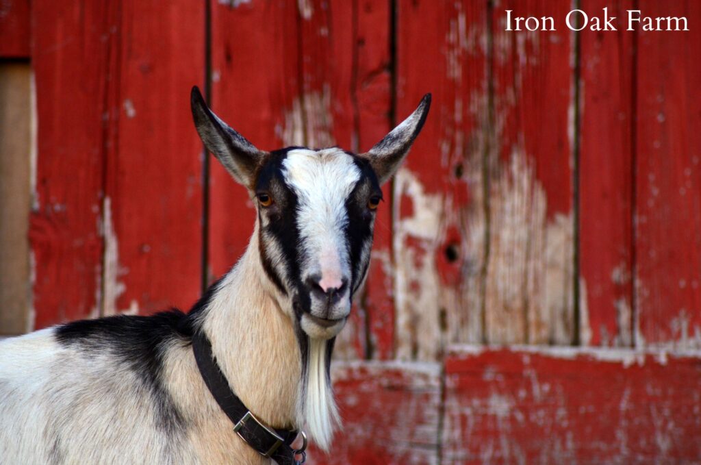 Alpine Goat on Red Barn Background