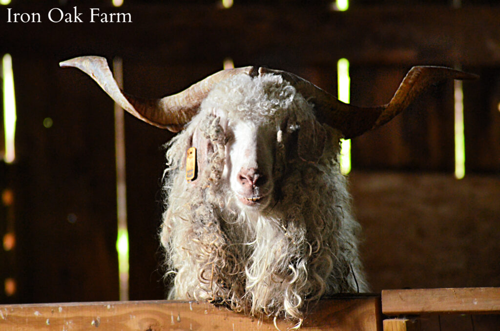 curly goat horns