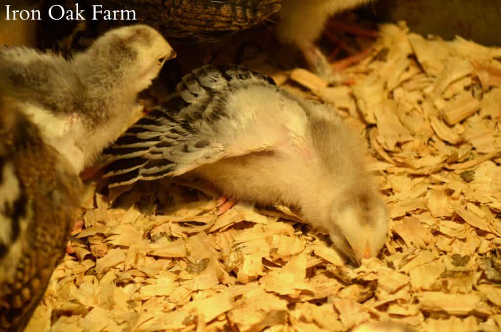 Choosing Healthy Chicks, Chick Sleeping With Wing Out